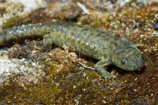 Fauna Ibérica: Gallipato (Pleurodeles waltl)