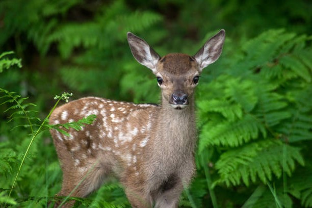 Comportamiento del Gamo