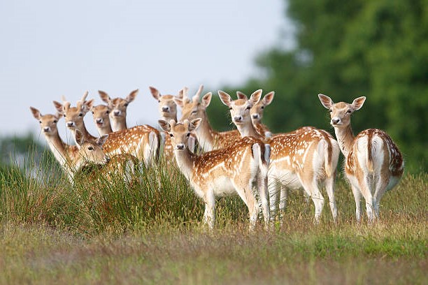 ¿Dónde suele habitar el Gamo? (Dama dama)