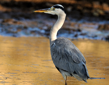 fauna ibérica: Garza Real (Ardea cinerea)