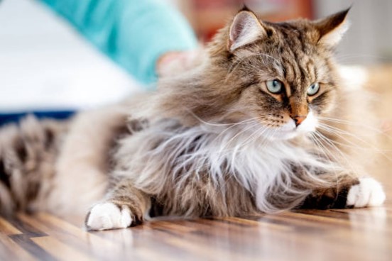 Gato siberiano: Una raza fascinante originaria de Siberia