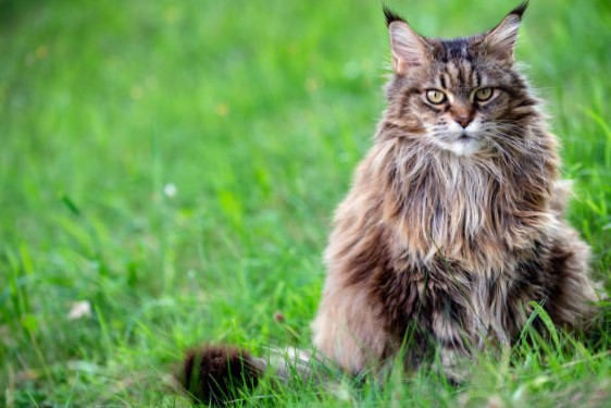 Cuidados específicos del gato siberiano