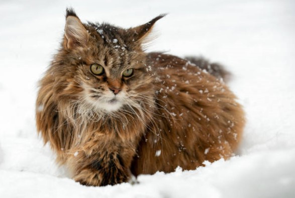 Gato siberiano: Una raza fascinante originaria de Siberia