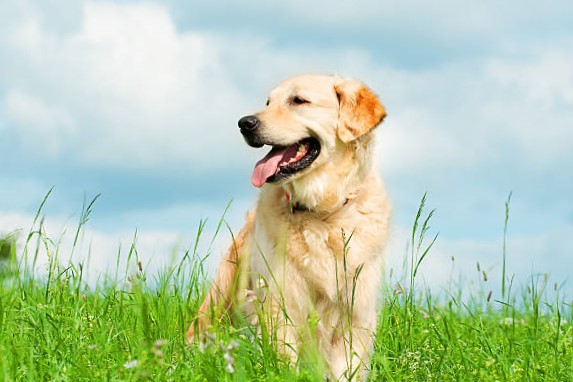 El Golden Retriever un Perro de Caza y de Familia