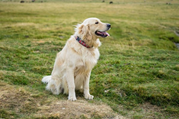 Historia y Evolución del Golden Retriever