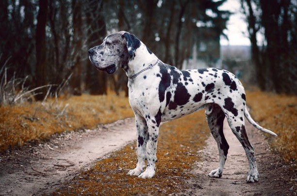 Dogo Alemán y Gran Danés