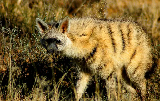 Hábitat y Distribución de la Hiena Moteada, Hiena de Tierra, Lobo de Tierra, Hiena Hormiguera o Proteles (Proteles cristata)