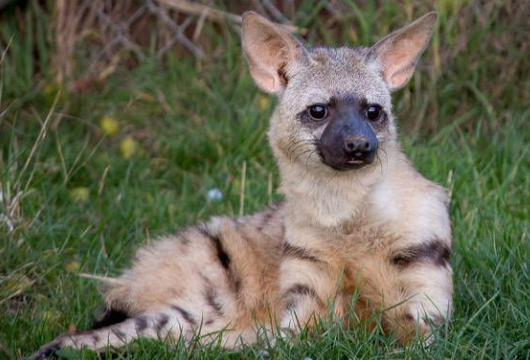 Tipos de hiena, ¿Qué come la Hiena Moteada o Lobo de Tierra?