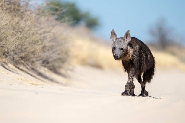 ¿Cuántos tipos de Hienas Existen? Hiena Parda (Parahyaena brunnea)