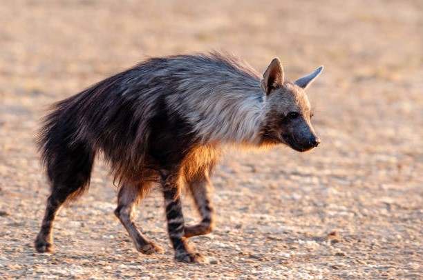 Papel en el Ecosistema de la Hiena Parda (Parahyaena brunnea)