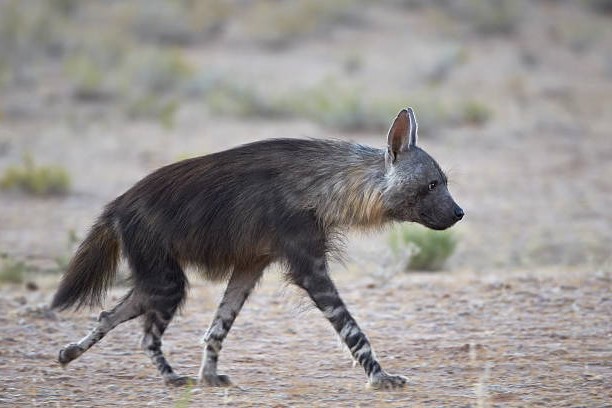 ¿Qué comen las Hienas Pardas? (Parahyaena brunnea)