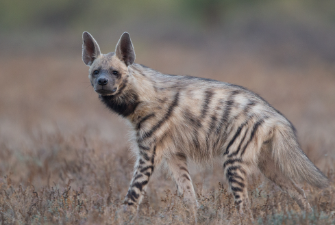 ¿Cuántos tipos de Hienas Existen? Hiena Rayada (Hyaena hyaena)