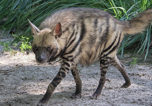 ¿De que se Alimentan las Hienas Rayadas? (Hyaena hyaena)