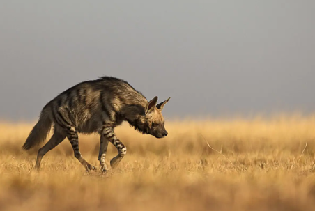 Reproducción de las Hienas Rayadas (Hyaena hyaena)