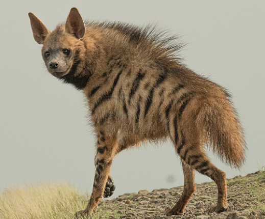 Papel en el Ecosistema de las Hienas Rayadas (Hyaena hyaena)