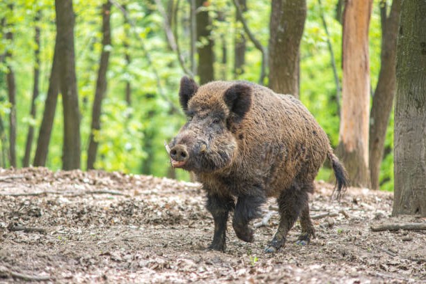 Omnívoros de la Península Ibérica: Jabalí (Sus scrofa)