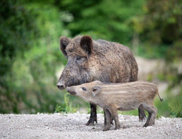 Omnívoros de la Península Ibérica: Jabalí (Sus scrofa)