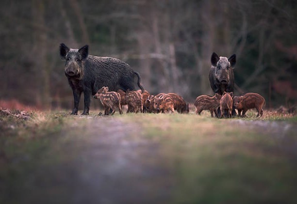 Omnívoros de la Península Ibérica: Jabalí (Sus scrofa)