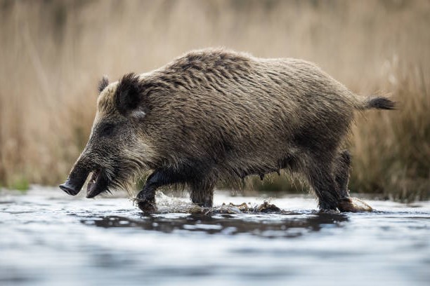 Omnívoros de la Península Ibérica: Jabalí (Sus scrofa)