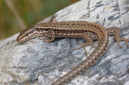 animales en la península ibérica: Lagartija Ibérica (Podarcis hispanicus)