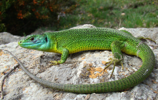 Fauna Ibérica: Lagarto Verde (Lacerta bilineata)