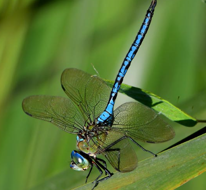 animales en la península ibérica: Libélula Anax Imperator