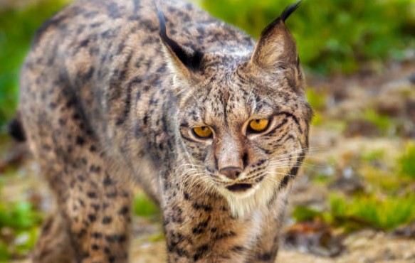 Las poblaciones de lince ibérico: Andalucía, Castilla-La Mancha, Extremadura y Portugal