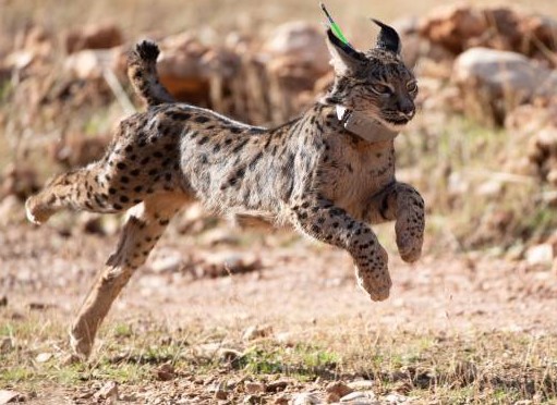 El lince ibérico en la península ibérica