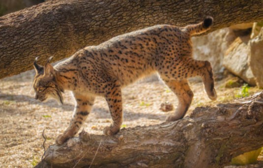 Mamíferos de la Península Ibérica: Lince Ibérico (Lynx pardinus)