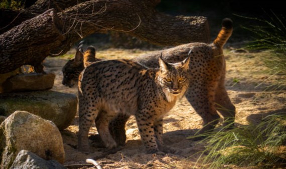 La lucha del lince ibérico por sobrevivir