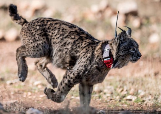 Atropellos en las carreteras de linces ibéricos