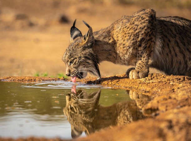 El lince ibérico: el felino más amenazado