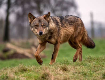 fauna ibérica: Lobo Ibérico (Canis lupus signatus)