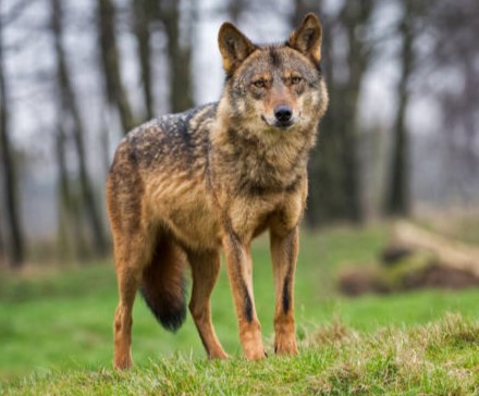 Características del lobo ibérico