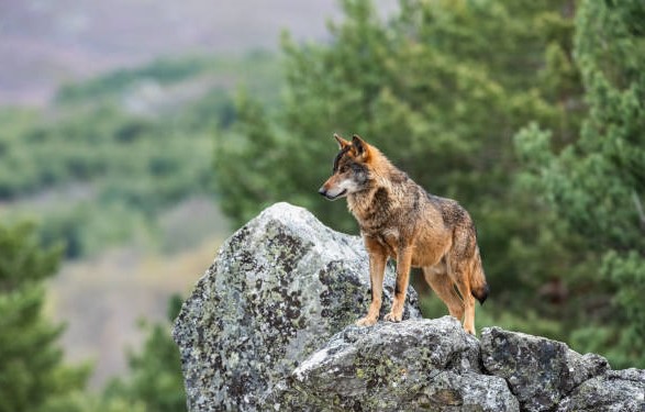 Distribución del lobo en España