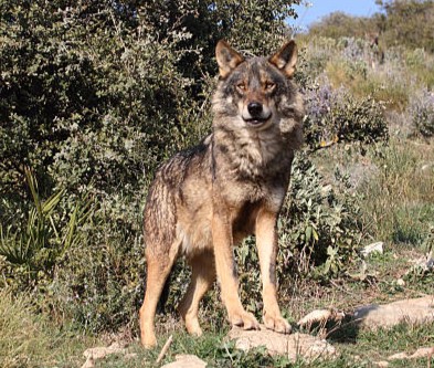 El Lobo Ibérico: El Superdepredador de la Península Ibérica