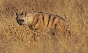 Curiosidades de la Hiena Moteada, Hiena de Tierra, Lobo de Tierra, Hiena Hormiguera o Proteles (Proteles cristata)