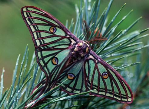 Fauna Ibérica: Mariposa Isabelina (Graellsia isabellae)