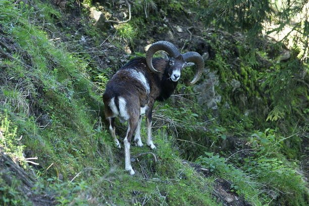 Muflón común o Muflón europeo (Ovis orientalis musimon)