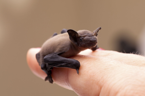 Murciélago Moscardón- Mamífero más pequeño del Mundo-Curiosidades en la Naturaleza