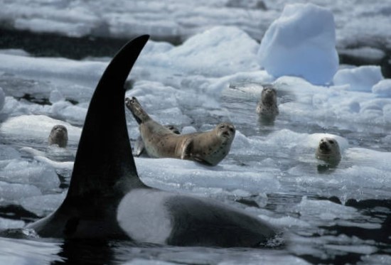 Orca Cazando en el Hielo