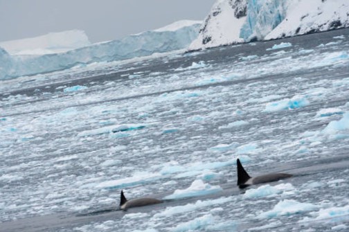 ORCAS Atrapadas en el Hielo