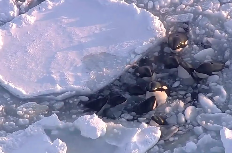 ORCAS Atrapadas en el Hielo