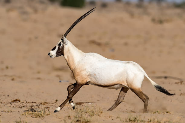 Tipos de Antílopes: Oryx de Arabia (Oryx leucoryx)