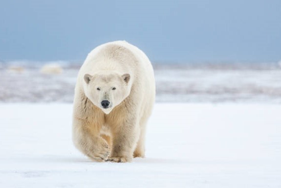 Oso Polar- Mamífero Carnívoro más Grande del Mundo-Curiosidades en la Naturaleza