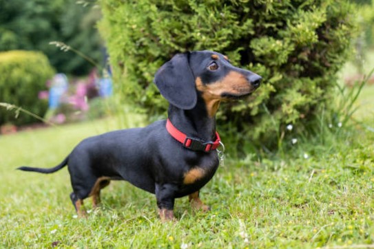 Historia y Evolución del Dachshund (Teckel o perro salchicha)