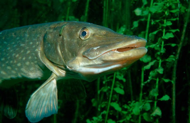 Animales en la península ibérica: Lucio (Esox lucius)