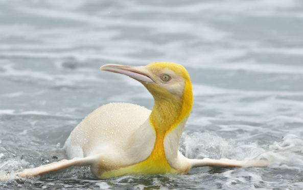 Pingüino AMARILLO