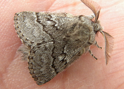 fauna ibérica: Polilla de la Encina (Thaumetopea pityocampa)