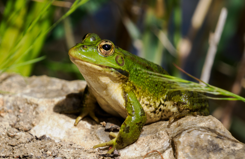 animales en la península ibérica: Rana Común (Pelophylax perezi)